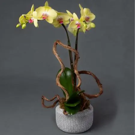 02 les fleurs lan đôi catalogue