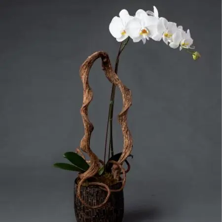 01 catalogue hoa lan les fleurs solo